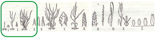 Этапы органогенеза озимой пшеницы