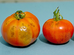 Альтернариоз томатов