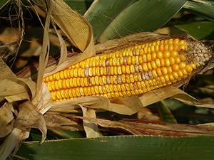 Симптомы фузариоза кукурузы
