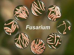 Грибы рода Fusarium