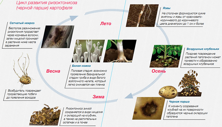 Цикл развития ризоктониоза картофеля